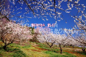 【春の気持ちを伝える文字入りポストカードのAIR】「春になったら　宜しく！」桜のポストカードハガキpostcard-photo by 絶景.com