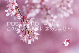 【気持ちを伝える文字入りポストカードのAIR】「春」桜のポストカードハガキpostcard-photo by 絶景.com