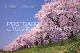 【日本の観光地ポストカードのAIR】「Hachiman, Kyoto, Japan」桜景色のポストカードハガキpostcard-photo by 絶景.com