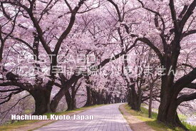 【日本の観光地ポストカードのAIR】「Hachiman, Kyoto, Japan」桜景色のポストカードハガキpostcard-photo by 絶景.com