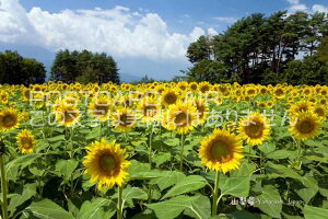 y{̊όn|XgJ[hAIRzuR Yamanashi, Japanvʂ̌͂EtEnKLphoto by i.com