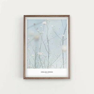 【50x70cm】SIMPLISTIC LAYERS - Cephalaria Joppensis plant (APS10) | アートプリント ポスター ボタニカル シンプル インテリア 写真 おしゃれ 送料込 送料無料