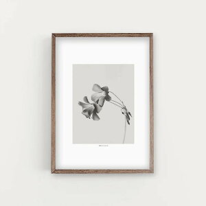 �y30x40cm�zSIMPLISTIC LAYERS - GREY BLOOM NEGATIVE (APS3) | �A�[�g�v�����g �|�X�^�[ �{�^�j�J�� �V���v�� �C���e���A �ʐ^ ������� ������ ��������