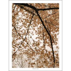 �y30x40cm�zSIMPLISTIC LAYERS - Fall Oriental Plane Tree (APS42) | �A�[�g�v�����g �|�X�^�[ �{�^�j�J�� �� �V���v�� �C���e���A �ʐ^ �������