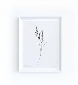 【30x40cm】MICUSH - CORYNEPHORUS DIVARICATUS ART PRINT (AP07) | アートプリント ポスター シンプル インテリア おしゃれ