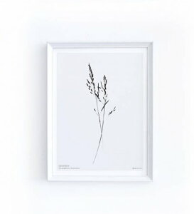 y30x40cmzMICUSH - CORYNEPHORUS DIVARICATUS ART PRINT (AP07) | A[gvg |X^[ Vv CeA 
