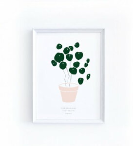 y30x40cmzMICUSH - PILEA PEPEROMIOIDES ART PRINT (AP038) | A[gvg |X^[ Vv CeA 