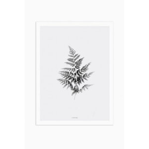y30x40cmzMICUSH - BLACK AND WHITE FERN ART PRINT | A[gvg |X^[ Vv CeA 