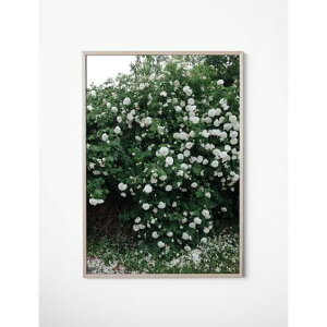 y70x100cmzFINE LITTLE DAY - WHITE ROSES POSTER A[gvg/|X^[ k Vv [Y CeA  R   t[    lC  IV 킢