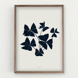 �y30x40cm�zMICUSH - BOTANICAL SILHOUETTE - FALSE SHAMROCK ART PRINT (AP148) | �A�[�g�v�����g �|�X�^�[ �V���v�� �C���e���A �������