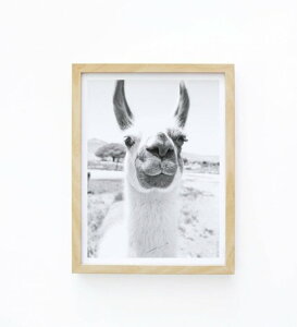 y30x40cmzMICUSH - LLAMA PHOTOGRAPHY PRINT (AP026) | A[gvg |X^[ Vv CeA 