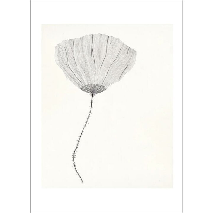 楽天市場】【30x40cm】THE POSTER CLUB x Ana Frois - Poppy | アート 