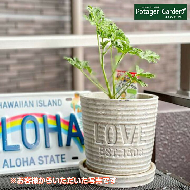 楽天市場 本日p2倍 プランター 植木鉢 鉢 おしゃれ 家庭菜園 スタンド 野菜 プラスチック 丸 ラック オシャレ カバー 腐葉土 雑草 屋外 バスケット 置くだけ 室内 プランター菜園 花 英語 長方形 土 サイズ ローマンテラコッタ ハーブ苗のポタジェガーデン