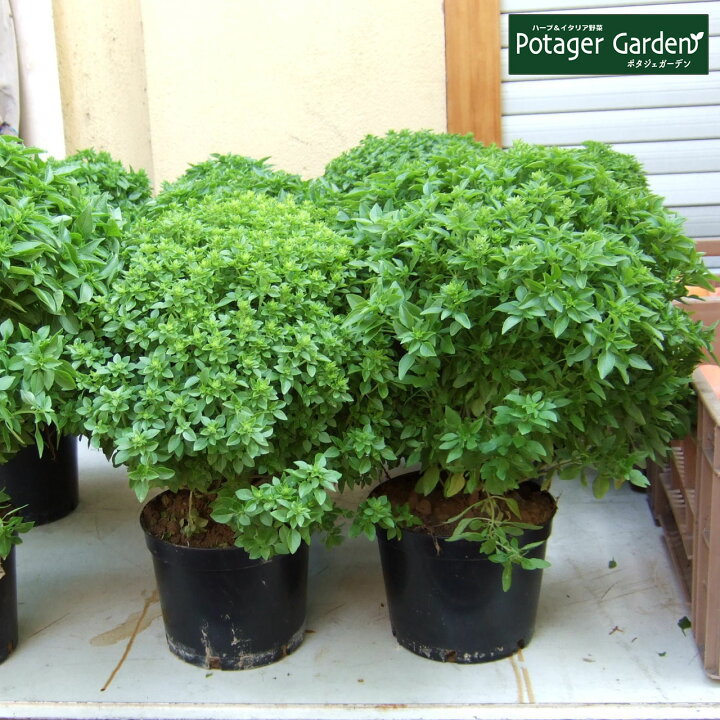 楽天市場 本日p2倍 ハーブ 苗 ブッシュバジル ハーブティー ハーブガーデン 栽培キット 花苗 ガーデニング ドライハーブ セット 室内 プランター 寄せ植え ティーバッグ ハーブウォーター 乾燥 料理 プランター 家庭菜園 キット ブッシュb ハーブ苗のポタジェガーデン 楽天市場 本日p2倍 ハーブ 苗 ブッシュバジル ハーブティー ハーブガーデン 栽培キット 花苗 ガーデニング ドライハーブ セット 室内 プランター 寄せ植え ティーバッグ ハーブウォーター 乾燥 料理 プランター 家庭菜園 キット ブッシュb ハーブ苗のポタジェガーデン