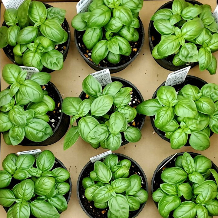 楽天市場 本日p2倍 キッチンバジル 10 5cm ハーブ 苗 バジル 無農薬 ジェノベーゼ エコポット入り ハーブティー ハーブガーデン 栽培キット 花苗 ガーデニング ドライハーブ セット 室内 プランター 寄せ植え ティーバッグ ハーブウォーター 乾燥 料理 家庭菜園