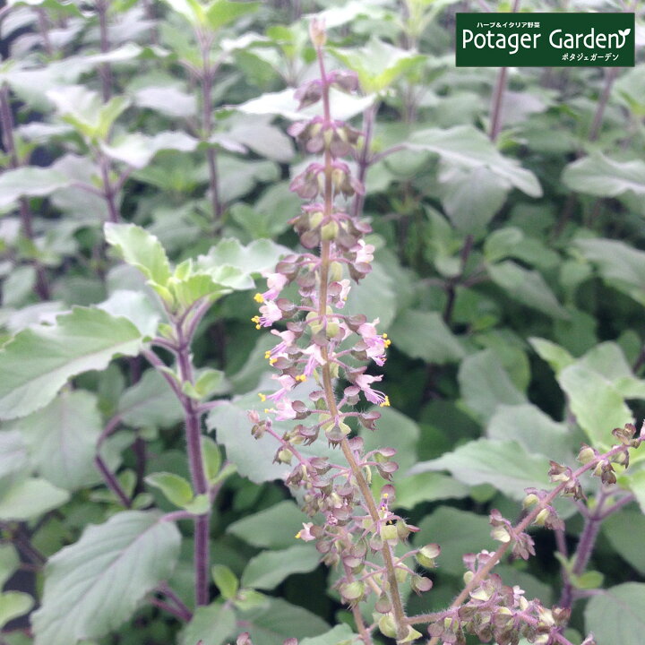 楽天市場 本日p2倍 ハーブ 苗 ホーリーバジル ハーブティー ハーブガーデン 栽培キット 花苗 ガーデニング ドライハーブ セット 室内 プランター 寄せ植え ティーバッグ ハーブウォーター 乾燥 料理 プランター 家庭菜園 キット ホーリーb ハーブ苗のポタジェガーデン 楽天市場 本日p2倍 ハーブ 苗 ホーリーバジル ハーブティー ハーブガーデン 栽培キット 花苗 ガーデニング ドライハーブ セット 室内 プランター 寄せ植え ティーバッグ ハーブウォーター 乾燥 料理 プランター 家庭菜園 キット ホーリーb ハーブ苗のポタジェガーデン