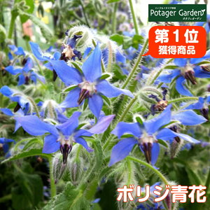 ボリジ 花 苗の人気商品 通販 価格比較 価格 Com