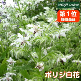 楽天市場 秋 植え ジャガイモ 品種の通販