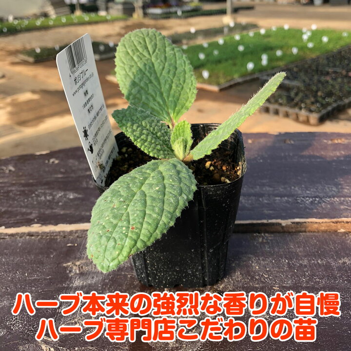 楽天市場 ハーブ 苗 ボリジ青花 ハーブティー 栽培キット 寄せ植え 鉢植え タイム 乾燥 ドライハーブ セット 室内 プランター 種 ラベンダー 苗木 花苗 観葉植物 ハーブガーデン ハーブミックス ハーブの土 かわいい ボリジ青 ハーブ苗のポタジェガーデン