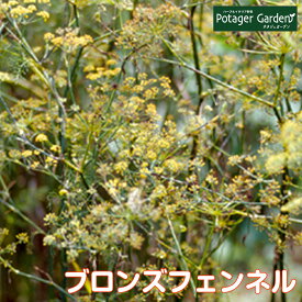 楽天市場 ハーブの苗物 種類 植物 フェンネル 苗物 ガーデニング 農業 花 ガーデン Diyの通販