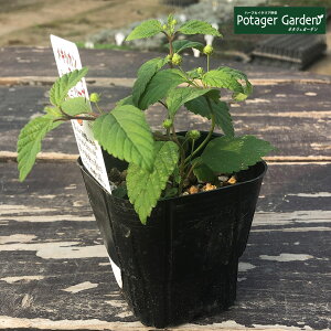 y{P2{z n[u c LVJXC[gn[uiԕc c N N ͔| 񂹐A ĕ g  n    hC A}  M ~ TrA F  