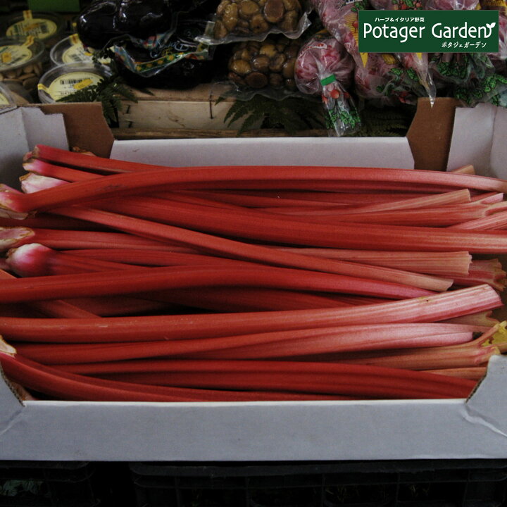 楽天市場 ハーブ 苗 ルバーブ 苗木 ハーブティー ハーブガーデン 栽培キット 花苗 ガーデニング ドライハーブ セット 室内 プランター 寄せ植え ティーバッグ ハーブウォーター 乾燥 料理 プランター 家庭菜園 キット ハーブ苗のポタジェガーデン