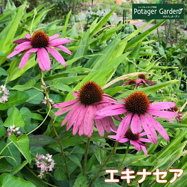 楽天市場 生活に活用したい ハーブ苗のポタジェガーデン