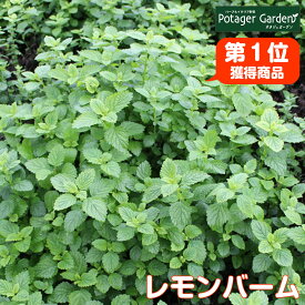 楽天市場 ハーブの苗物 種類 植物 ワイルドストロベリー レモンバーム 苗物 ガーデニング 農業 花 ガーデン Diyの通販