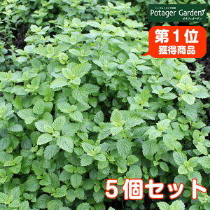 ミント 鉢植えの人気商品 通販 価格比較 価格 Com