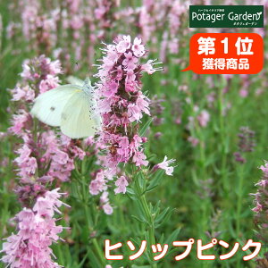 ラベンダー ピンク 花 苗の人気商品 通販 価格比較 価格 Com ラベンダー ピンク 花 苗の人気商品 通販 価格比較 価格 Com
