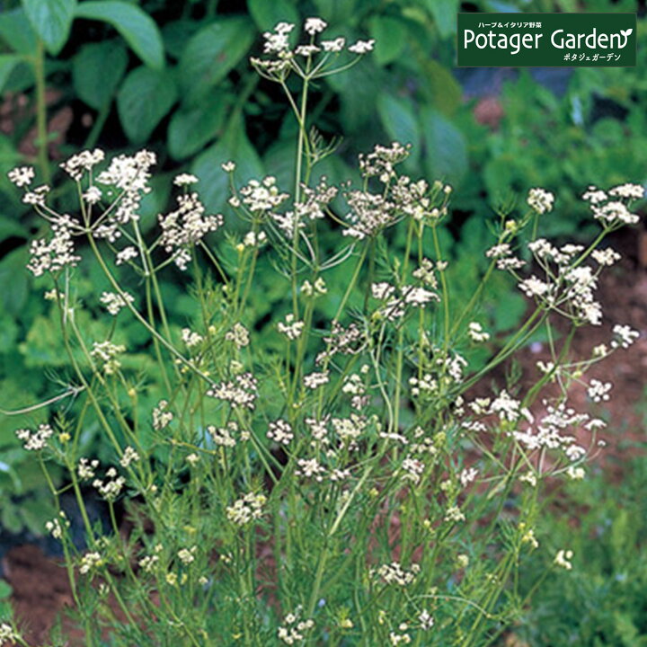 楽天市場 ハーブ 苗 キャラウェイ ハーブティー ハーブガーデン 栽培キット 花苗 ガーデニング ドライハーブ セット 室内 プランター 寄せ植え ティーバッグ ハーブウォーター 乾燥 料理 プランター 家庭菜園 キット ハーブ苗のポタジェガーデン