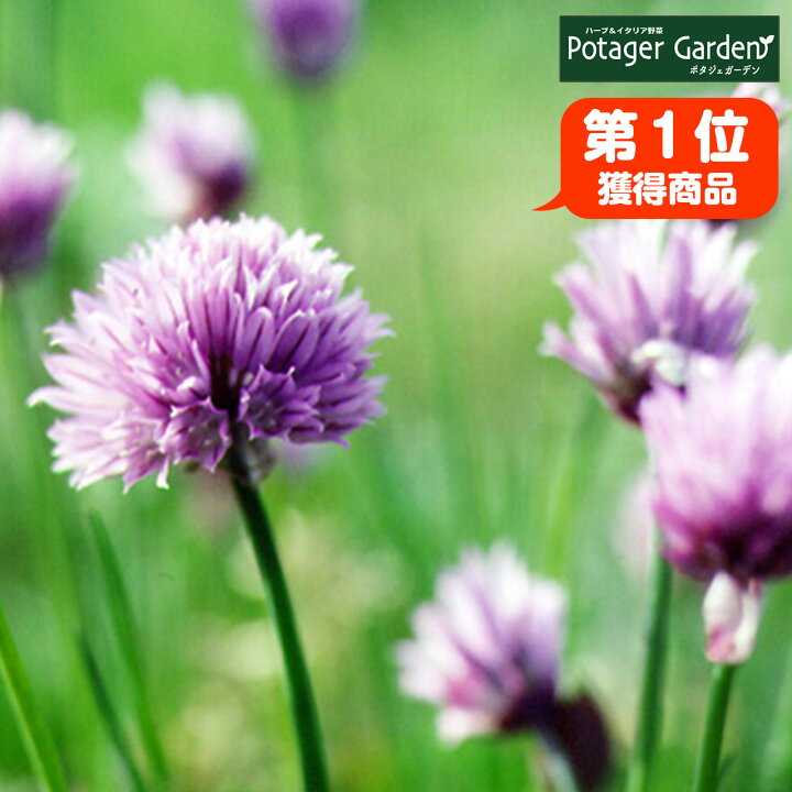 楽天市場 本日p2倍 ハーブ 苗 チャイブ ハーブティー 栽培キット 寄せ植え 鉢植え タイム 乾燥 ドライハーブ セット 室内 プランター 種 ラベンダー 苗木 花苗 観葉植物 ハーブガーデン ハーブミックス ハーブの土 かわいい ハーブ苗のポタジェガーデン