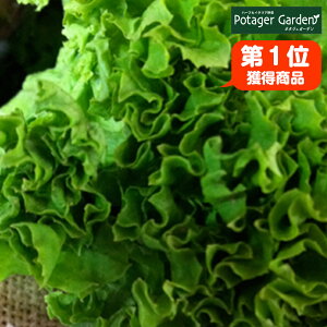 プランター 野菜 寄せ植えの人気商品 通販 価格比較 価格 Com