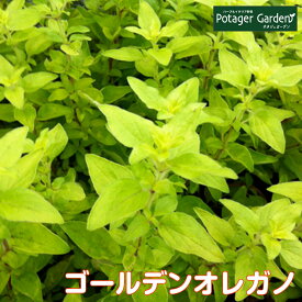 楽天市場 ハーブの苗物 種類 植物 オレガノ 苗物 ガーデニング 農業 花 ガーデン Diyの通販