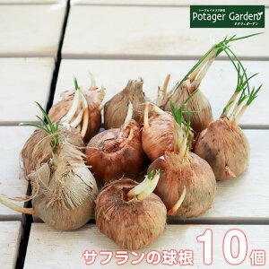球根 サフラン 球根の人気商品 通販 価格比較 価格 Com