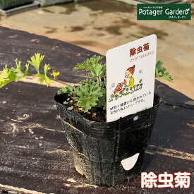 ハーブ 苗 除虫菊（蚊取り線香 白 シロバナムシヨケギク 蚊連草 育て方 効果 成分 マーガレット 除虫菊とは 猫 虫除け 虫よけ シール 玄関 アロマ 虫除けネット 帽子 犬 ベランダ 子供 キャンドル 効果）