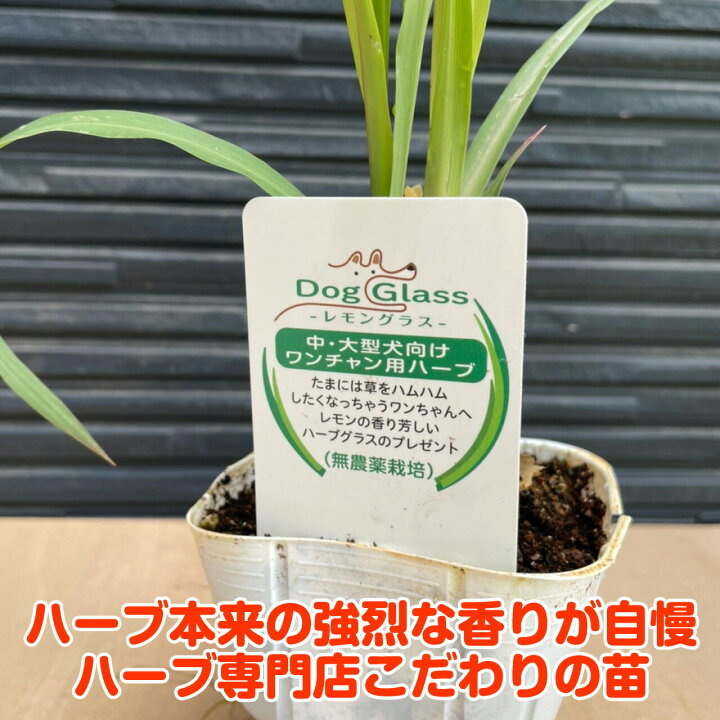 楽天市場 本日p2倍 ハーブ 苗 レモングラス 犬用 苗木 ハーブティー ハーブ苗専門店 感動する香り Herb ハーブ苗のポタジェガーデン