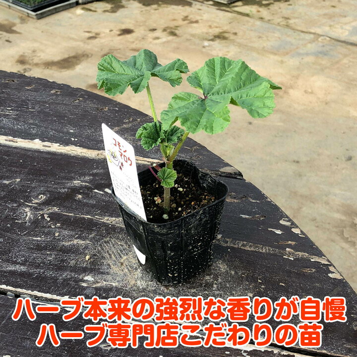 楽天市場 ハーブ 苗 コモンマロウ マロー ハーブティー ハーブガーデン 栽培キット 花苗 ガーデニング ドライハーブ セット 室内 プランター 寄せ植え ティーバッグ ハーブウォーター 乾燥 料理 プランター 家庭菜園 キット ハーブ苗のポタジェガーデン