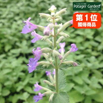 楽天市場】寄せ植え ギフト（種類（植物）ミント）（苗物 
