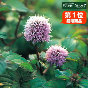 y{P2{z n[u c I[fR~gin[ueB nbJ  O[ A ͔|@ ĕ g Iѕ  ԕc v^[ ͔|Lbg ~gO[ hCn[u 