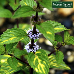 y{P2{z n[u c WW[~gin[ueB nbJ  O[ A ͔|@ ĕ g Iѕ  ԕc ȒP v^[ ͔|Lbg ~gO[ hCn[