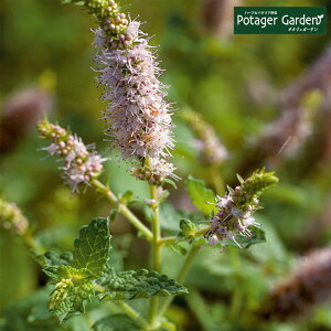 y{P2{z n[u c z[Y~gin[ueB nbJ  O[ A ͔|@ ĕ g Iѕ  ԕc ȒP v^[ ͔|Lbg ~gO[ hCn[u 