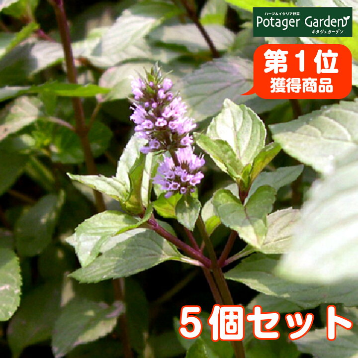 楽天市場 ハーブ 苗 セット ペパーミント 5個 ハーブティ ハッカ油 虫除け グリーン 鉢植え 栽培方法 育て方 使い方 選び方 種類 花苗 簡単 プランター セット 栽培キット ミントグリーン ラベンダー バジル ローズマリー 寄せ植え 野菜 種 ハーブ苗のポタジェガーデン
