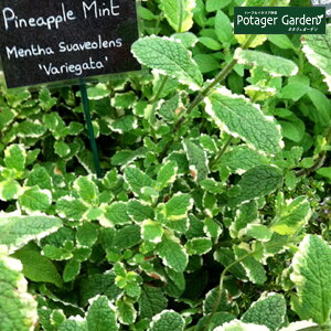 ミント 鉢植えの人気商品 通販 価格比較 価格 Com