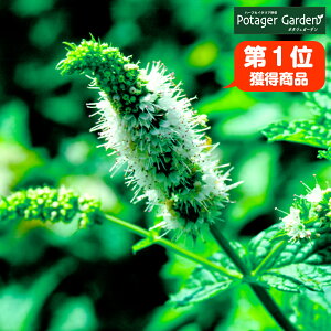 ミント 鉢植えの人気商品 通販 価格比較 価格 Com