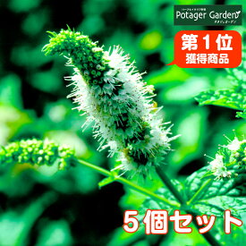 楽天市場 シソ 栽培キットの通販