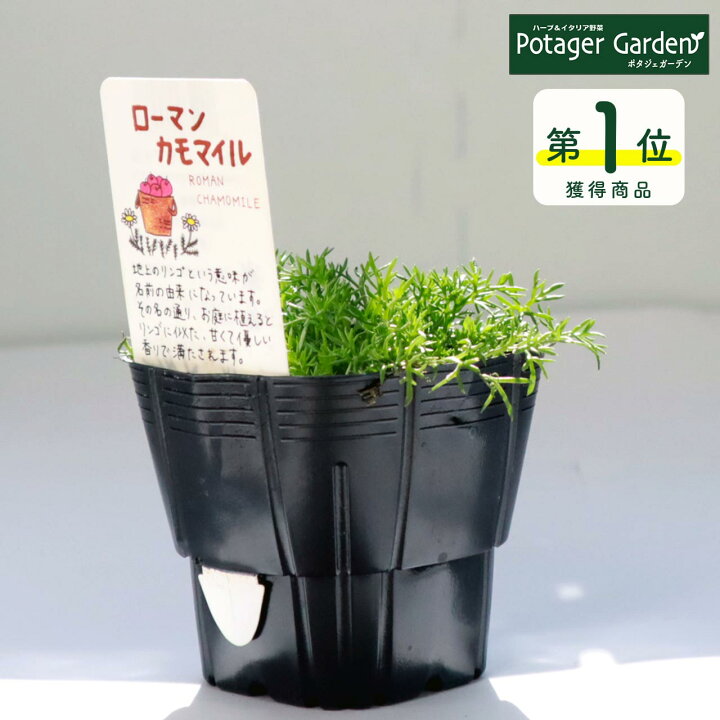 楽天市場 カモミール 苗 ローマンカモミール カモマイル 花苗 苗木 ハーブティー ハーブ苗専門店の感動する香り Herb ハーブ苗のポタジェガーデン