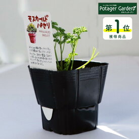 【本日P2倍】 ハーブ 苗 モスカールドパセリ（ハーブティー 栽培キット 寄せ植え 鉢植え タイム 乾燥 ドライハーブ セット 室内 プランター 種 ラベンダー 苗木 花苗 観葉植物 ハーブガーデン ハーブミックス ハーブの土 かわいい）