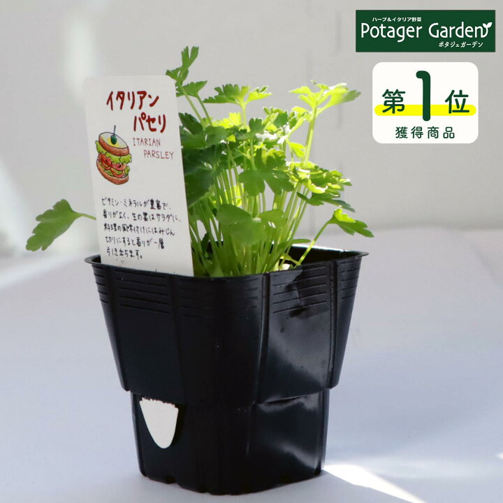 楽天市場 秋 野菜苗 イタリアンパセリ ハーブ 苗 ハーブティー 栽培キット 花苗 ガーデニング ドライハーブ セット 室内 プランター 寄せ植え ティーバッグ ハーブウォーター 乾燥 料理 プランター 家庭菜園 キット ハーブ苗のポタジェガーデン