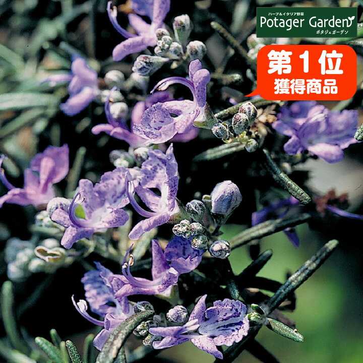 楽天市場 本日p2倍 ハーブ 苗 ローズマリー ディープブルー 精油 鉢 鉢植え 花苗 苗木 栽培キット 室内 庭 ベランダ 育て方 使い方 ガーデン 卸 ドライフラワー アロマオイル 効能 ラベンダー ミント 寄せ植え レシピ 挿し木 花 ギフト 誕生日 プレゼント ハーブ